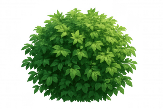 Lush green foliage shrub with abundant leaves, a vibrant plant element for garden and nature designs