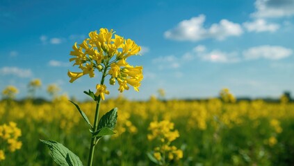 Obraz premium Yellow-flowered rapeseed crop growing under a clear blue sky