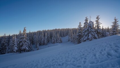 Obraz premium Clear blue sky above a dense snowy forest of spruce trees and a peaceful snowy hill at dawn, stunning winter scenery.