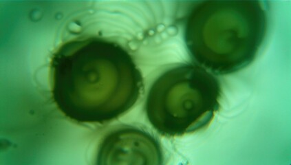 Microscopic view of cell division in fertilized fish eggs using a green light filter