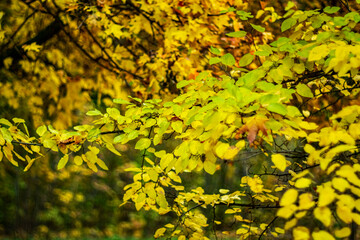 The beauty of autumn leaves close-up.
