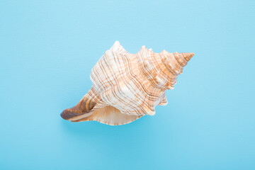 Beautiful sea shell on light blue table background. Pastel color. Closeup. Top down view.