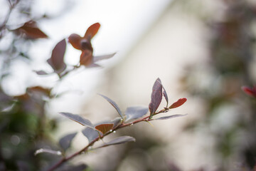 Dew on the leaves of a decorative plant. Abstract background. Small depth of field