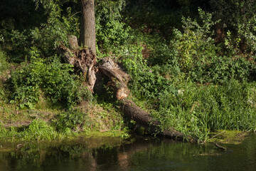 Fallen tree on the river bank
