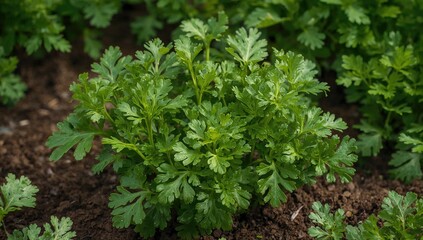 Garden cultivation of flat-leaf parsley