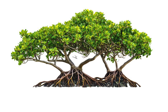 Mangrove Tree With Exposed Roots. Coastal Ecosystem And Environmental Conservation. Isolated On Transparent Background