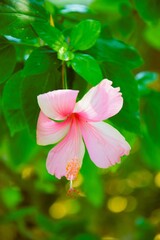 pink flower in the garden
