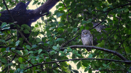 Spotted owl perched quietly on a tree branch in lush green forest, symbolizing wisdom, nature, and tranquility.