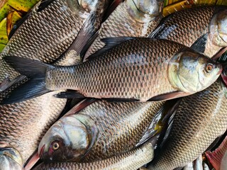 Close up of fresh raw fish pile with detailed scales and eyes seafood aquatic