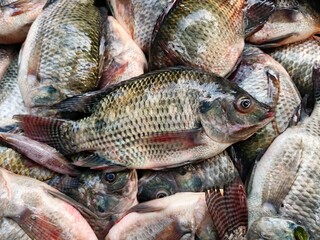 Pile of Freshly Caught Tilapia Fish Ready for Sale seafood