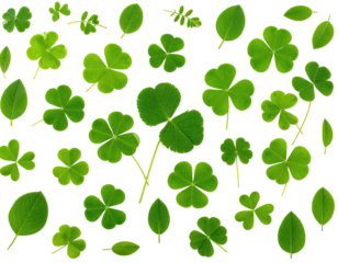 Arrangement of many green leaves, including clovers with three and four leaflets, against black