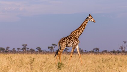 Obraz premium A slender giraffe adorned with brown markings strides elegantly through an expansive arid grassland beneath the bright sunlight