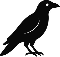 Obraz premium Crow black silhouette bird vector illustration isolated on transparent background flying raven wildlife animal design.