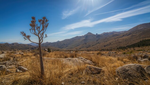 Withered saxaul shrub on a mountain slope