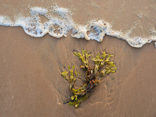 Directly above shot of seaweed on sea shore