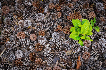 Pine cones and plant