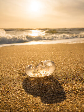 Dead jellyfish on sand at beach