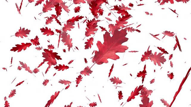 Vibrant red oak leaves gently fall from above and swirl dynamically across a clean white background, creating a seasonal autumn animation effect for nature and fall themes