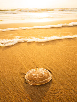 High angle view of dead jellyfish on sea shore at beach