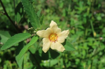 Obraz premium Sida rhombifolia flower in Florida wild, closeup