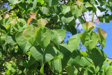 Triadica sebifera tree on blue sky background in Florida nature