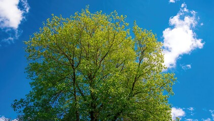 Obraz premium Lush foliage set against a clear azure backdrop in summertime