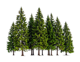 A cluster of evergreen coniferous trees, isolated against a transparent background