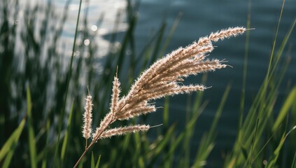 Fototapeta premium A delicate dry reed sprig of Carduus basking in soft light by a tranquil pond shore