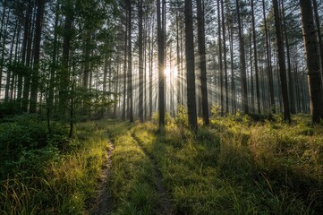 Fototapeta premium Sunlight filters through tall trees and bushes onto a grassy trail in the early morning