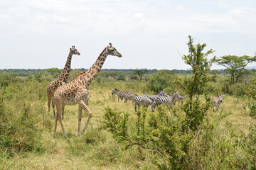 Obraz premium Africa, Tanzania, Segengeti, giraffes & zebras