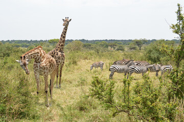 Fototapeta premium Africa, Tanzania, Segengeti, giraffes and zebras