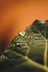 Close-up macro shot of a green leaf covered with sparkling water droplets against a warm orange sunset background. Soft blurred bokeh adds a natural atmospheric mood. Perfect for nature, ecology