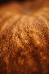 Extreme macro shot of an orange textured surface with organic cracked patterns. Warm tones create a natural, abstract, earthy feel.