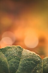 Macro photograph of a leaf sparkling with tiny dew drops and warm glowing bokeh in the background. Soft orange and golden tones create a calm, dreamy natural atmosphere.