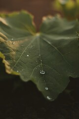 Soft macro image of a large green leaf with scattered water droplets. Warm golden-brown blurred background creates a peaceful, natural mood.