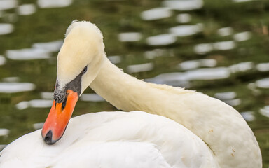A graceful Royal Mute Swan glides across the calm waters of Lake Eola in Orlando, Florida. Its white feathers and elegant posture create a striking contrast against the reflections of the water.