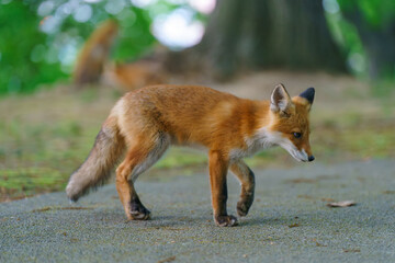 Ezo Red Fox Cub in the Wild, Hokkaido, Japan