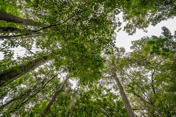 This striking stock photo captures a dramatic perspective looking upward through towering tropical trees in Florida. The dense canopy of leaves frames the sky, showcasing the rich textures.