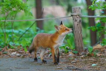 北海道の野生のなまらめんこい子ぎつね（キタキツネ）　