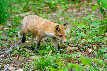 Ezo Red Fox Cub in the Wild, Hokkaido, Japan