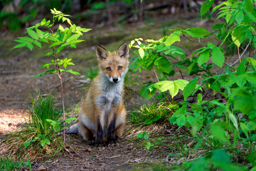 Ezo Red Fox Cub in the Wild, Hokkaido, Japan