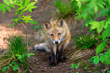 Ezo Red Fox Cub in the Wild, Hokkaido, Japan