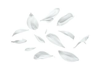 Isolated, soft white petals scattered against a black background, delicate in their arrangement