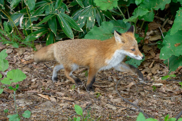 Ezo Red Fox Cub in the Wild, Hokkaido, Japan