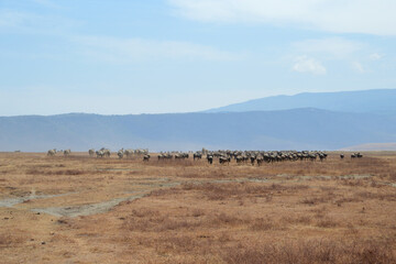 Africa, Tanzania, Ngorongoro, gnus & zebras