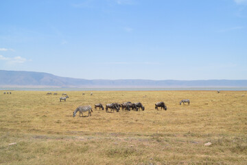 Africa, Tanzania, Ngorongoro, zebras & gnus grazing together