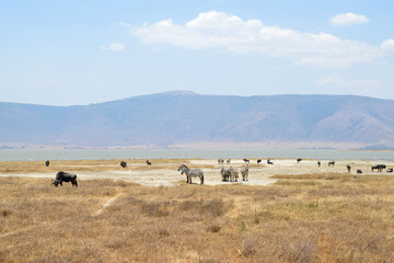 Africa, Tanzania, Ngorongoro, zebras & gnus grazing