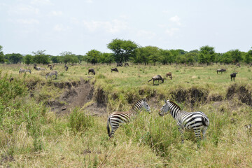Africa, Tanzania, Segengeti, zebras & gnus