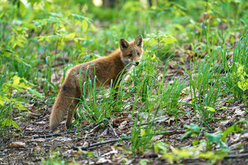 Ezo Red Fox Cub in the Wild, Hokkaido, Japan