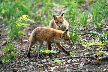 Ezo Red Fox Cub in the Wild, Hokkaido, Japan